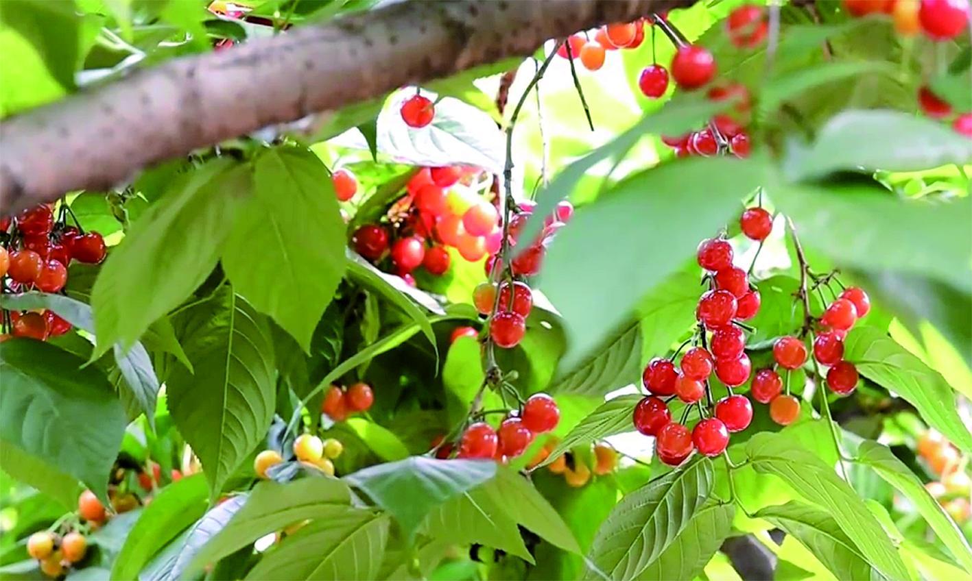樱桃熟了，红彤彤的果实挂满枝头